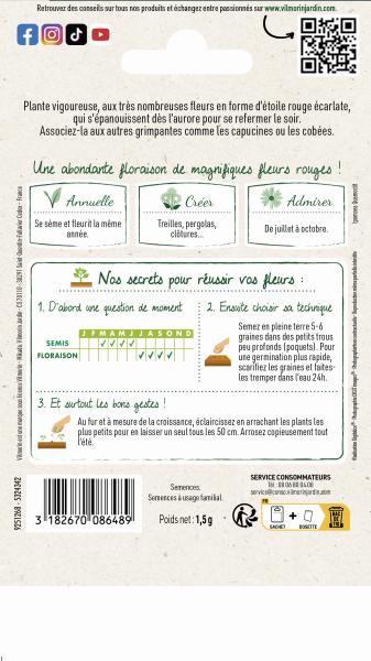 Fleurs - Ipomée Quamoclit - Graines d'Exception - MEDIA_PACKAGING_VERSO